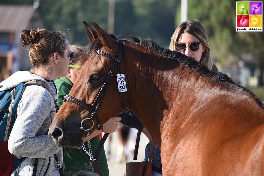 Le hongre Charme d’Arquetan, gagnant du Show de la Rose en main - ph. Poney As