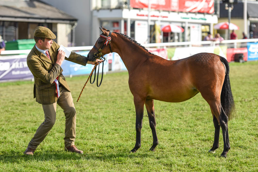 Moorhall Peter Pan, mâle de 2 ans, champion des Jeunes section Welsh part-bred – ph. coll. Equinepix