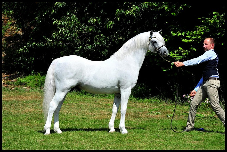 Autre poney né chez Ingrid Delaître, Adagio de l’Aurore prend la 2e place de la classe des étalons Welsh B – ph. coll. Kimberley Karsdorp