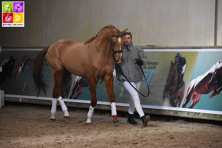 L'étalon Aron N SL sur le Salon des étalons du Lion d'Angers - ph. Poney As