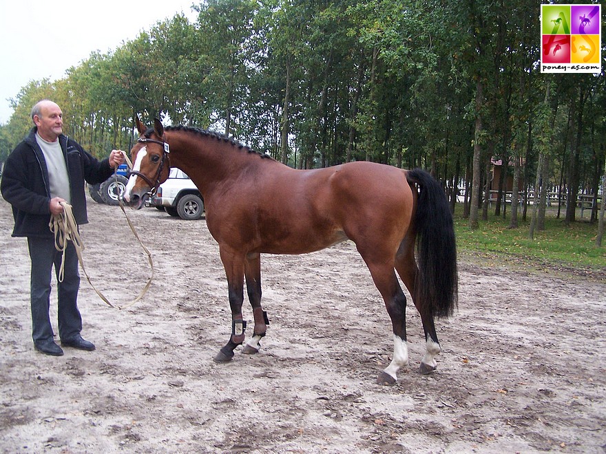 Quabar des Monceaux à sa sortie de l'atelier du saut en liberté. Il a 3 ans et devient le lendemain champion de France des mâles Pfs ! Il est tenu par son naisseur et propriétaire André Magdelaine - ph. Poney As