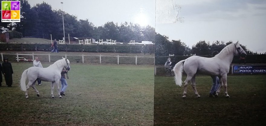 Naughty Van Graaf Janshof au National de Poitiers - ph. Poney As