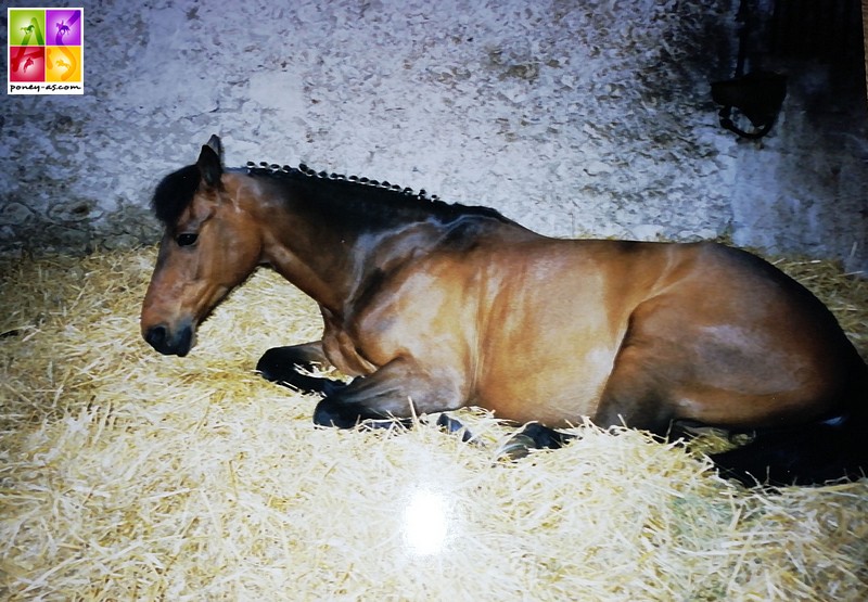 Grand Prix CCE de Cornille 2000 : Arius couché dans son boxe - ph. Poney As