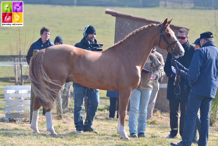 L'étalon Pfs Kisaute Ho d'Othon - ph. Poney As