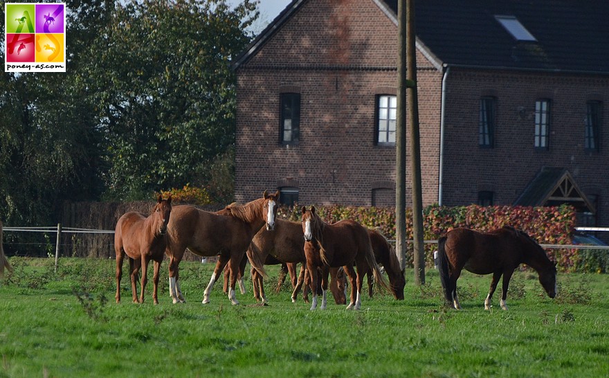 Un lot de poulinières et pouliches Gestüt Bönniger géré aujourd'hui par Ludwig Stassen - ph. Poney As