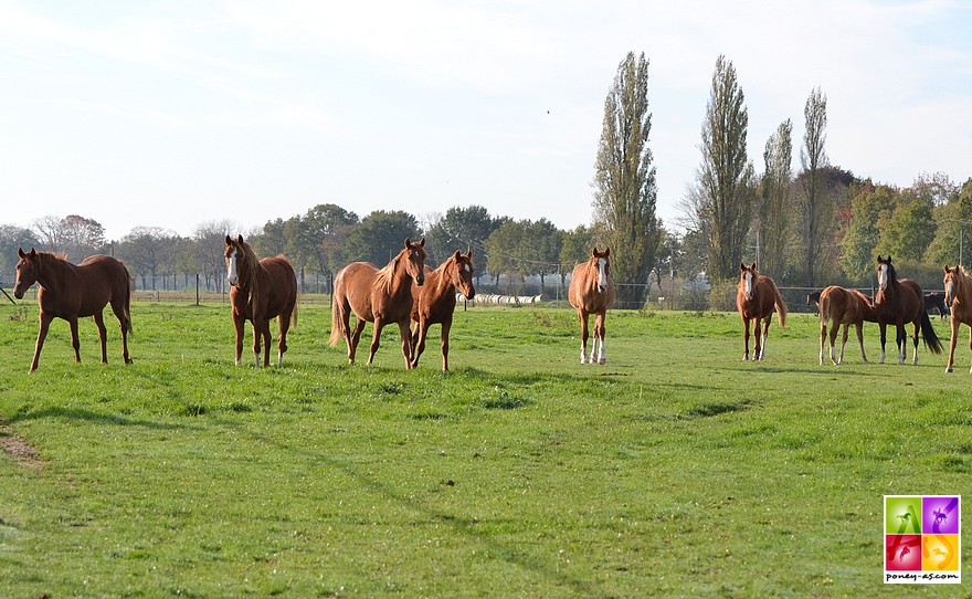 Dans l'une des parcelles de Tönisvorst, un lot de tous jeunes poneys - ph. Poney As