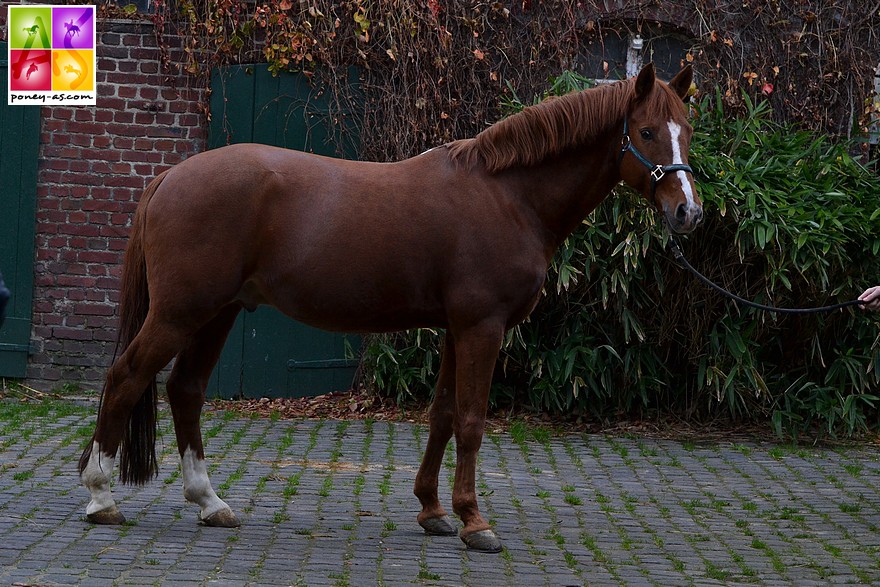 Le grand étalon Dornier B (Dornik B x Golden Dancer) - ph. Poney As