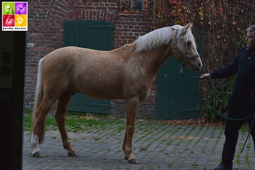 L'étalon Genesis B (Golden Dancer x Derano Gold), performer international - ph. Poney As