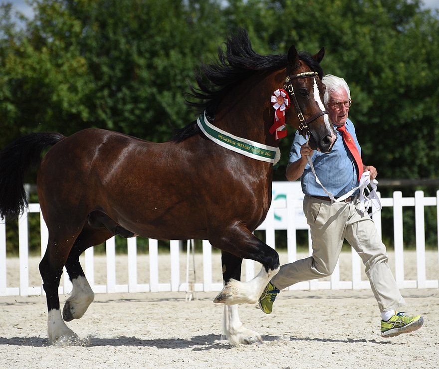 L'étalon Welsh Cob Thorneyside The Contender sacré champion Suprême – ph. Simonphoto