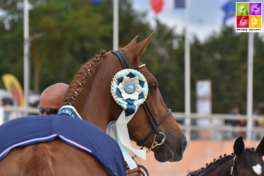 Etoile de Lalande reçoit le titre de championne des poulinières Pfs - ph. Poney As