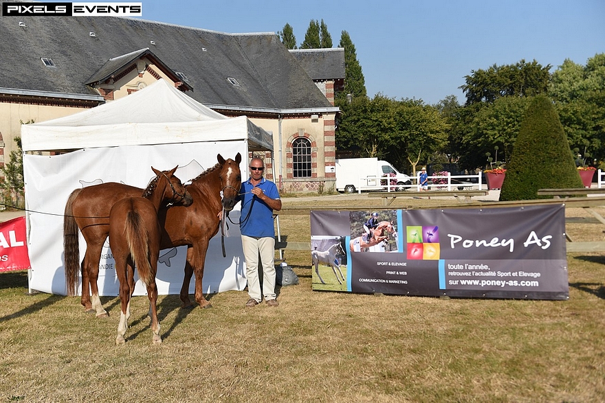 Molène des Verrouis est 2e de la classe des poulinières - ph. Pixels Events