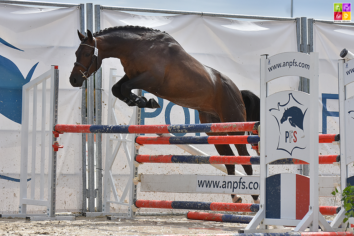 It Boy Alias, le champion des mâles Pfs de 2 ans - ph. Poney As