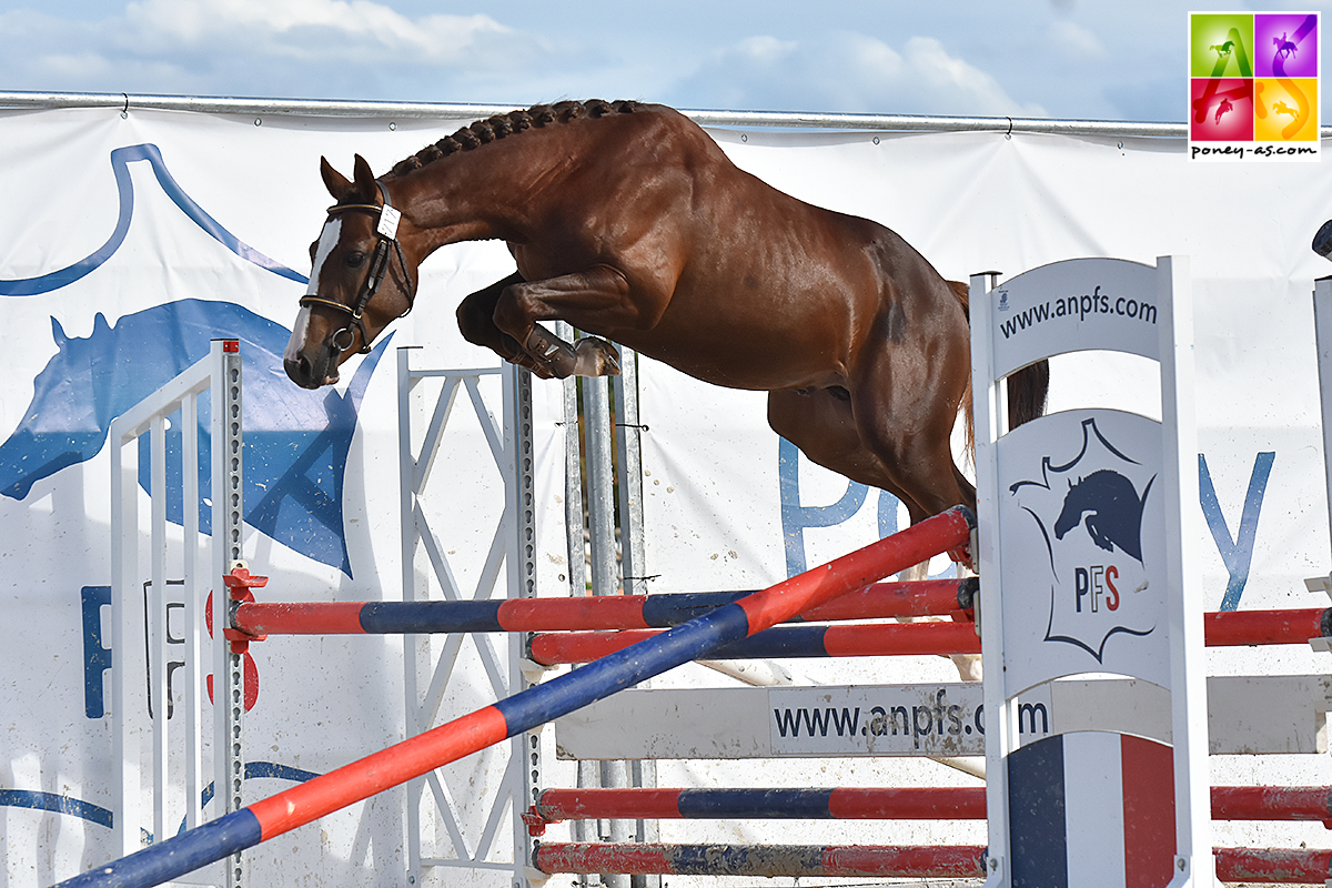 Havengers Templiers - ph. Poney As