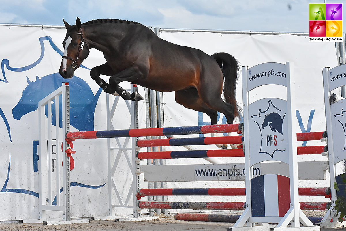 H Clyde des Rivières - ph. Poney As