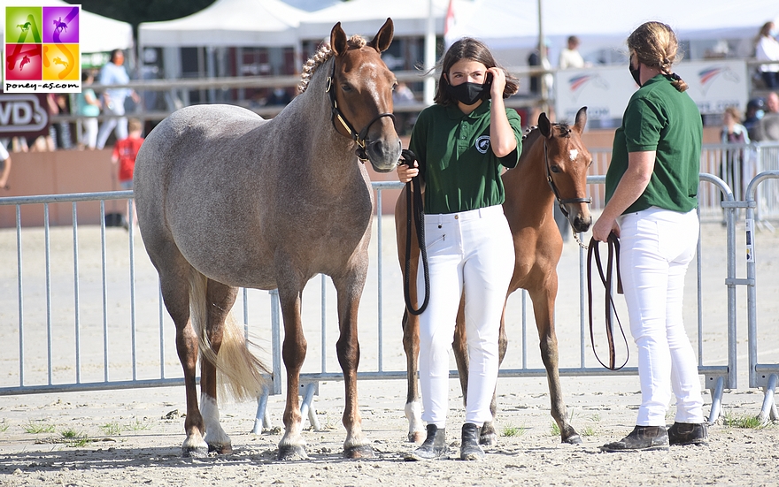 Haywards Klassique, championne des poulinières suitées et son foal Kingdom de Karat par l’européen en CSO Emmickhoven's Diego SL, le coup de cœur du jury - ph. Poney As