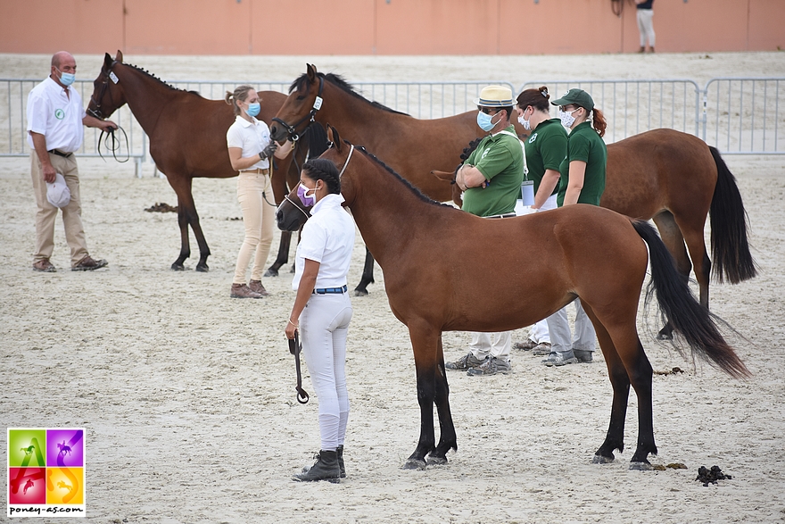 La classe des femelles de 2 ans. En arrière plan, la New Forest de croisement Ixia d'Ha - ph. Poney As