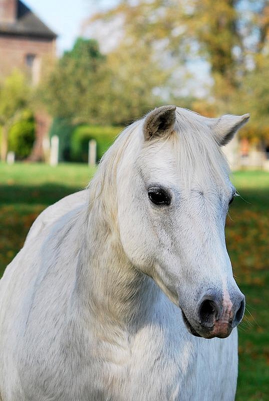 Etincelle Ravignan - ph. coll. Haras de l'Aurore