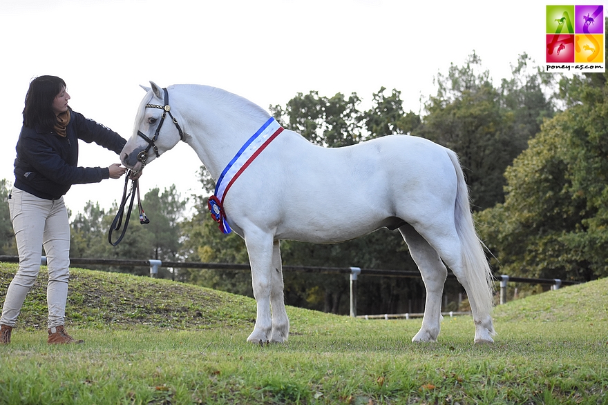 Colne Turbo est sacré champion Suprême de ce National 2020. Il pose sur la photo le lendemain de son titre, présenté par sa propriétaire Aurélie Tuduri qui l'a importé en France il y a 6 ans – ph. Poney As