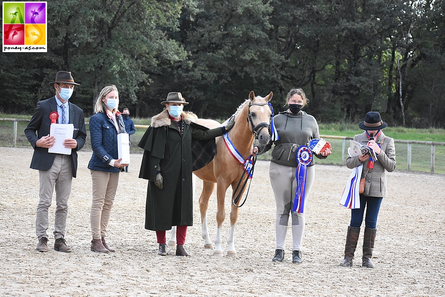 Les poneys d'Ambre Réau ont également décroché des accessits. Ici le mâle Welsh Part-Bred de 3 ans Hot'n Cold Krystal - ph. Poney As