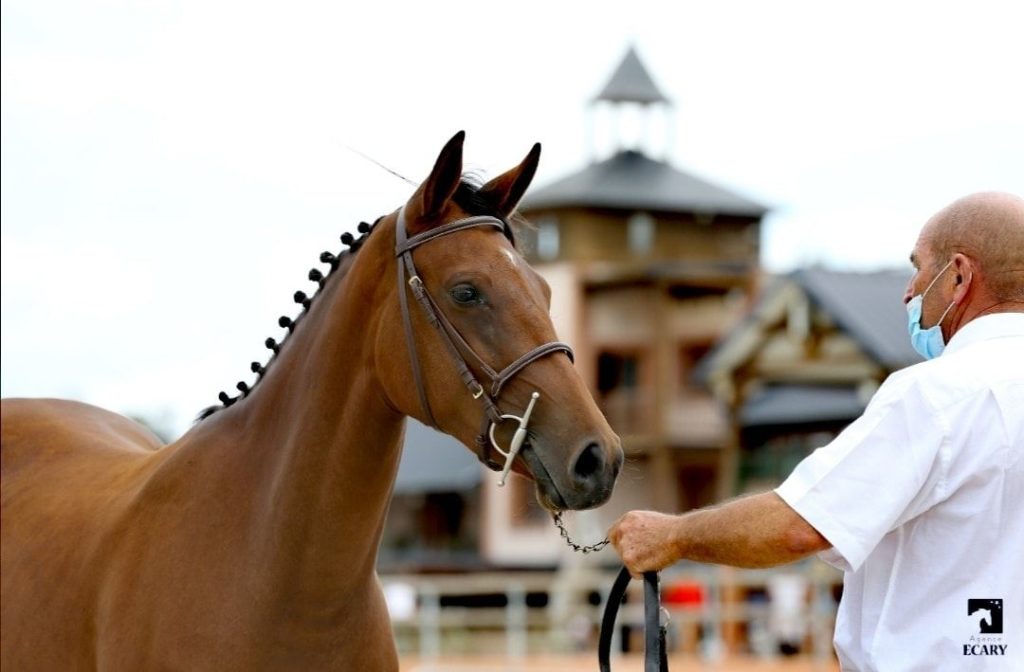 Ixia d’Ha, appartenant à Hubert Doublet, gagnante de la classe des femelles New Forest de croisement de 2 ans du National 2020 - ph. Agence Ecary