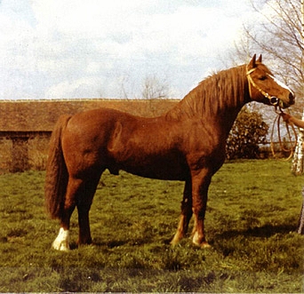 L'étalon Honyton Ariel - ph. coll. privée